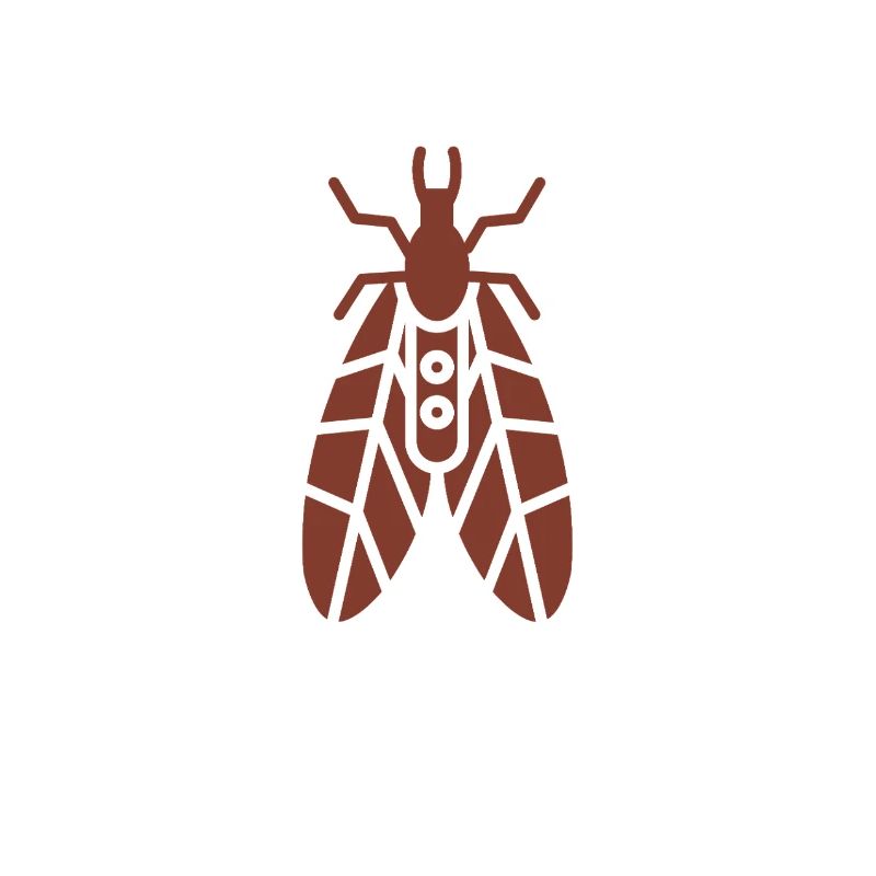 Fragile caddisfly