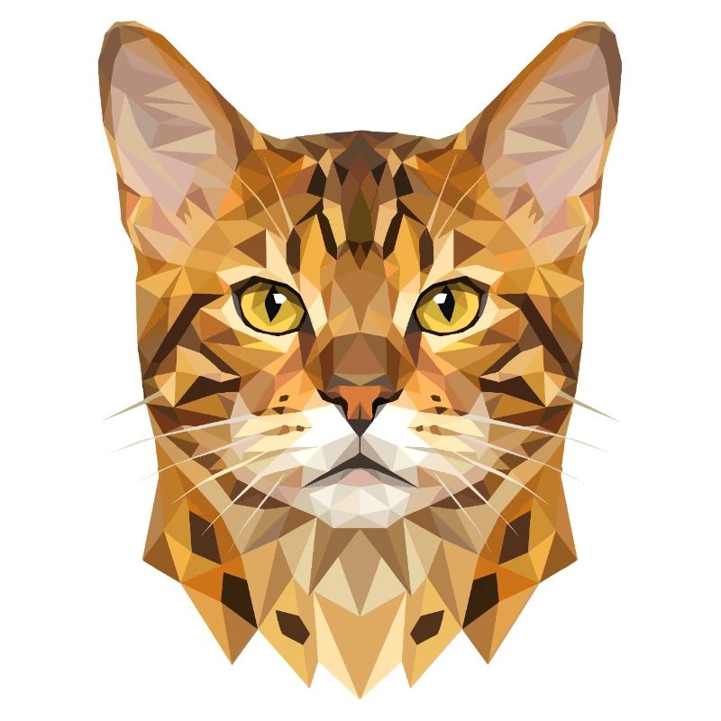 Bengal Katze Leopard Cat Leopardette Bengal Katzen