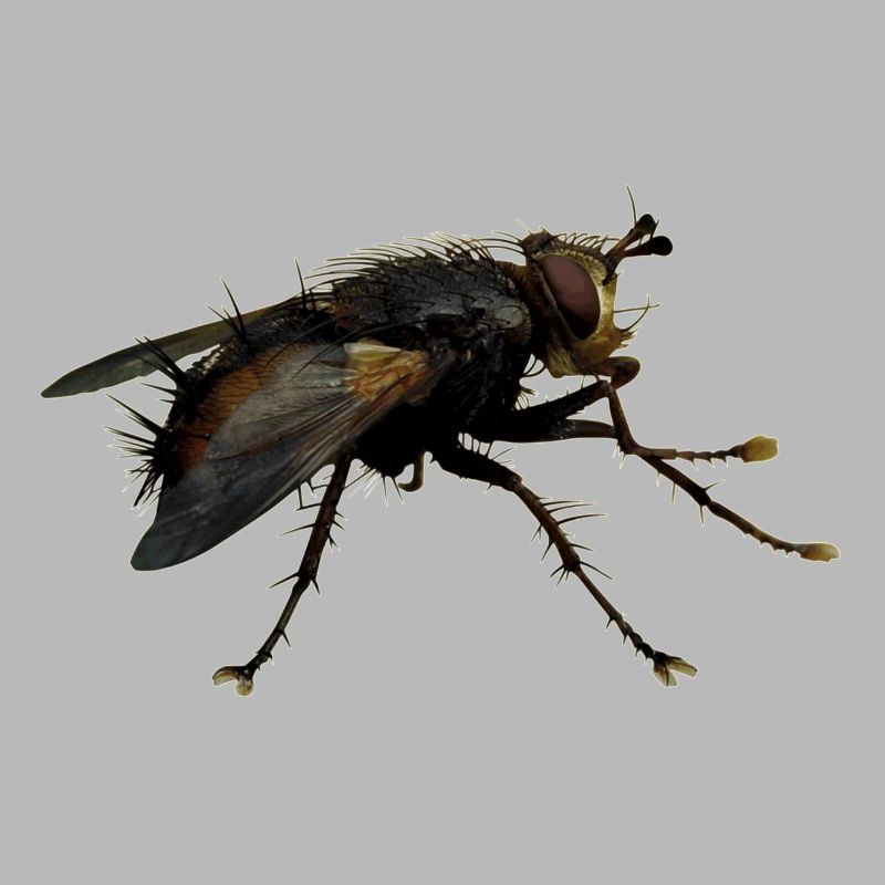 Außerirdisch Alien Wesen, oder nur eine Fliege?