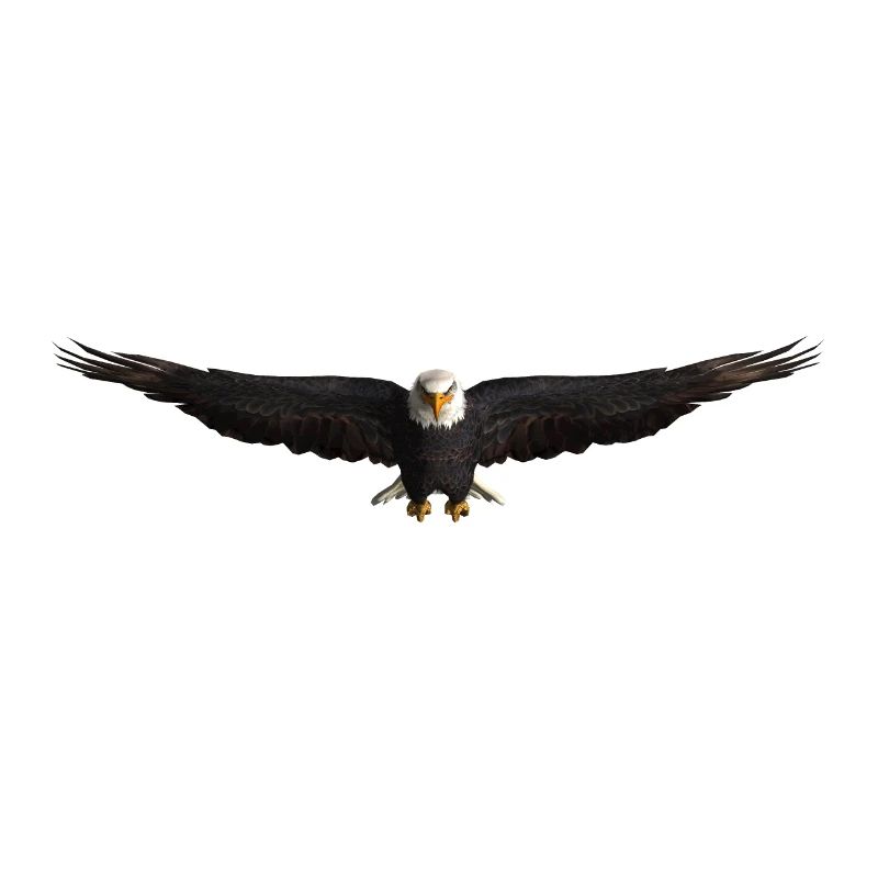 White-tailed Eagle