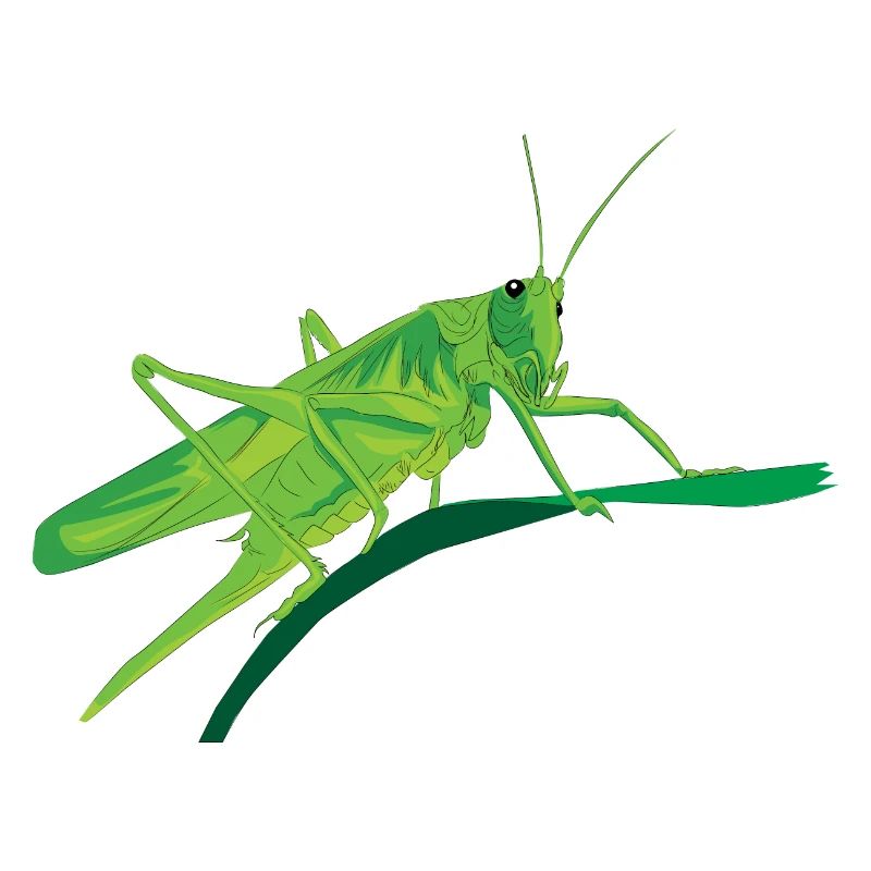 Grasshopper grasshopper insect vegetarian gift