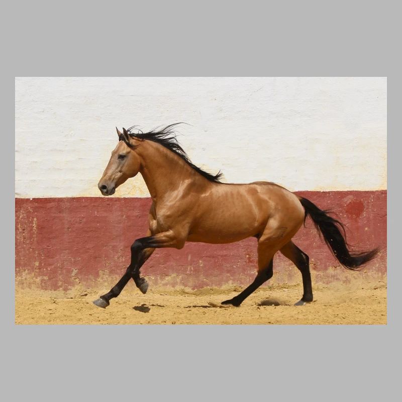 Pferd, Isibat