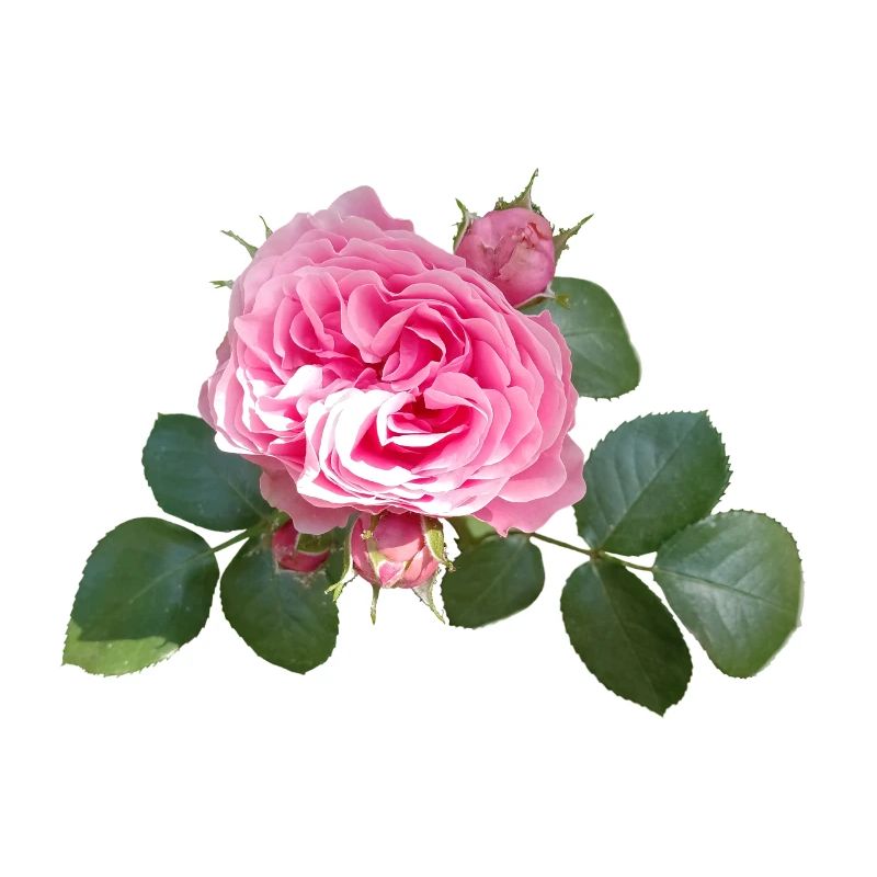 Pink ROSE
