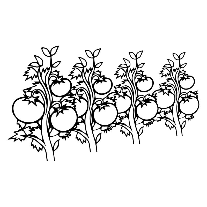 vegetable tomatoes