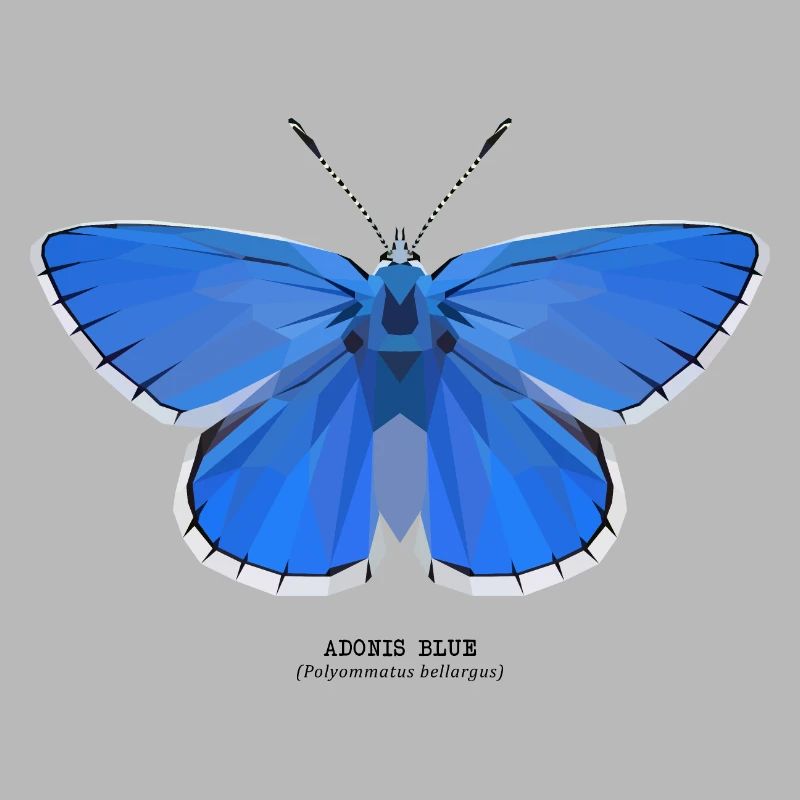 Adonis Bleu