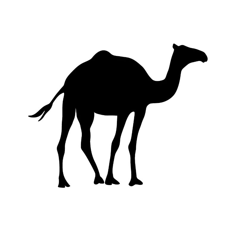 Kamel - Dromedar