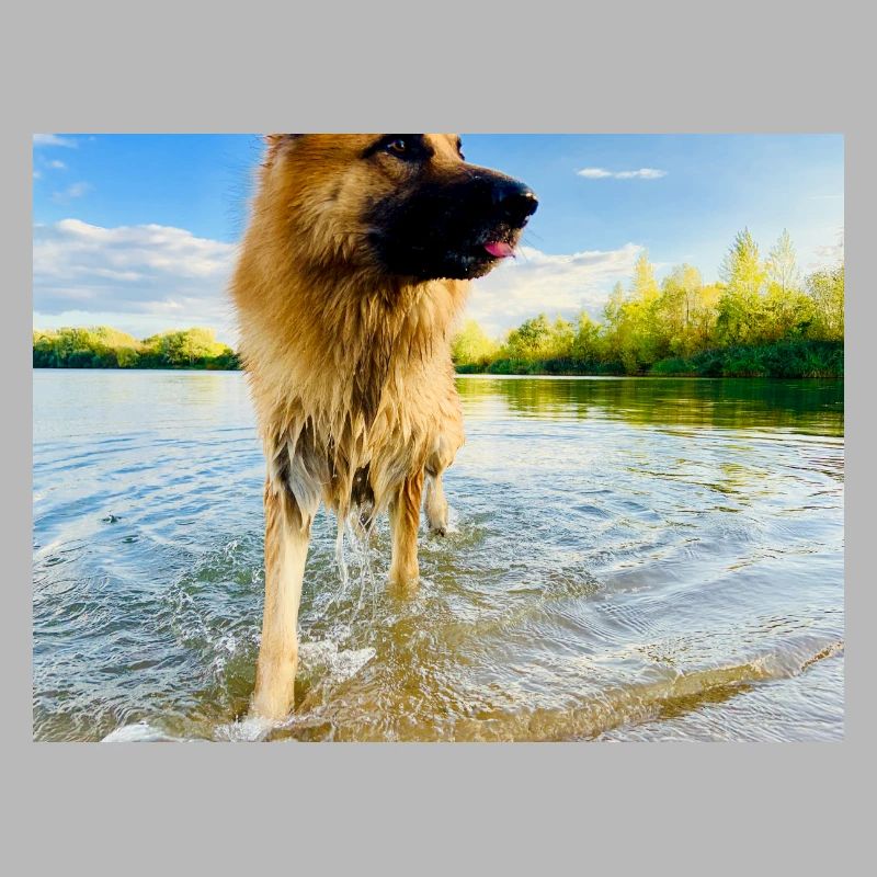 Altdeutscher Schäferhund