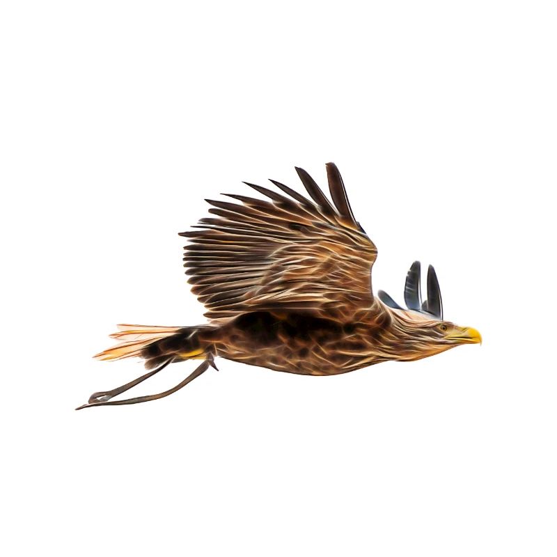 fractalius eagle 2