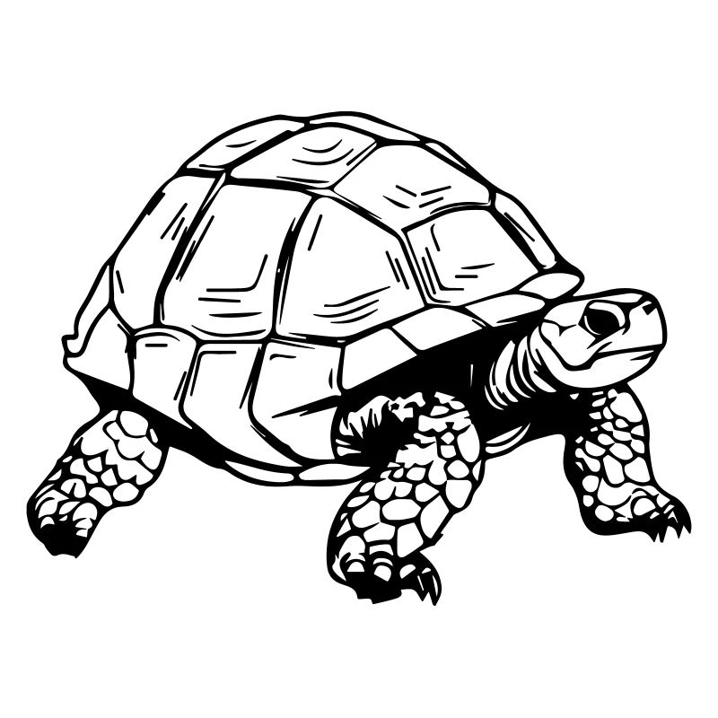 Tortoise