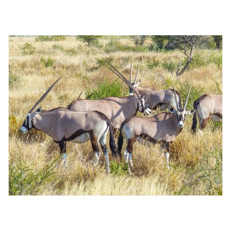 Oryx-Gemsbock-Antilope (Oryx gazella)