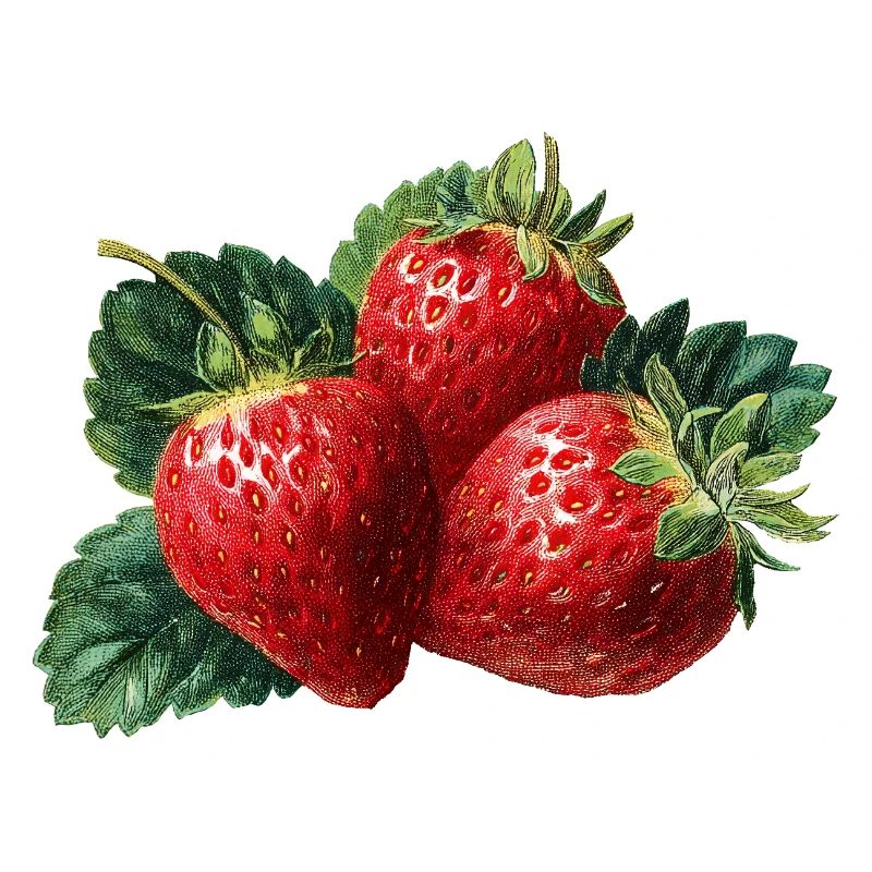 Erdbeere