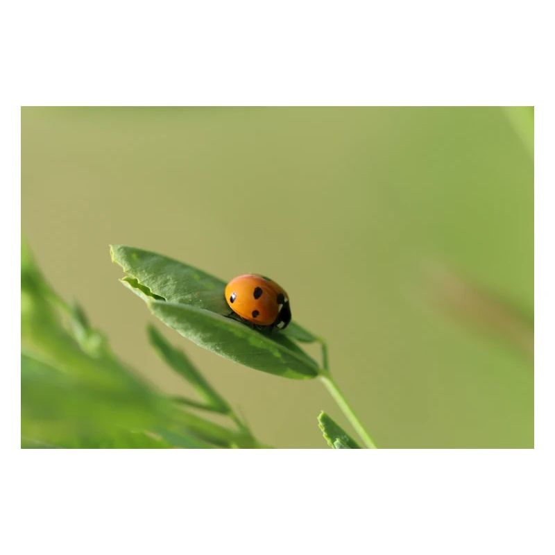 Coccinelle Coléoptère May Beetle