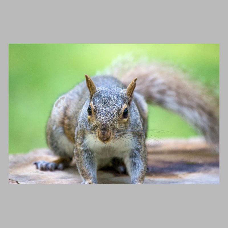 Grauhörnchen Sciurus carolinensis