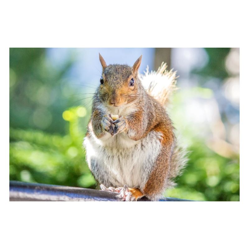 Eating Grey squirrel Grauhörnchen Sciurus carolin
