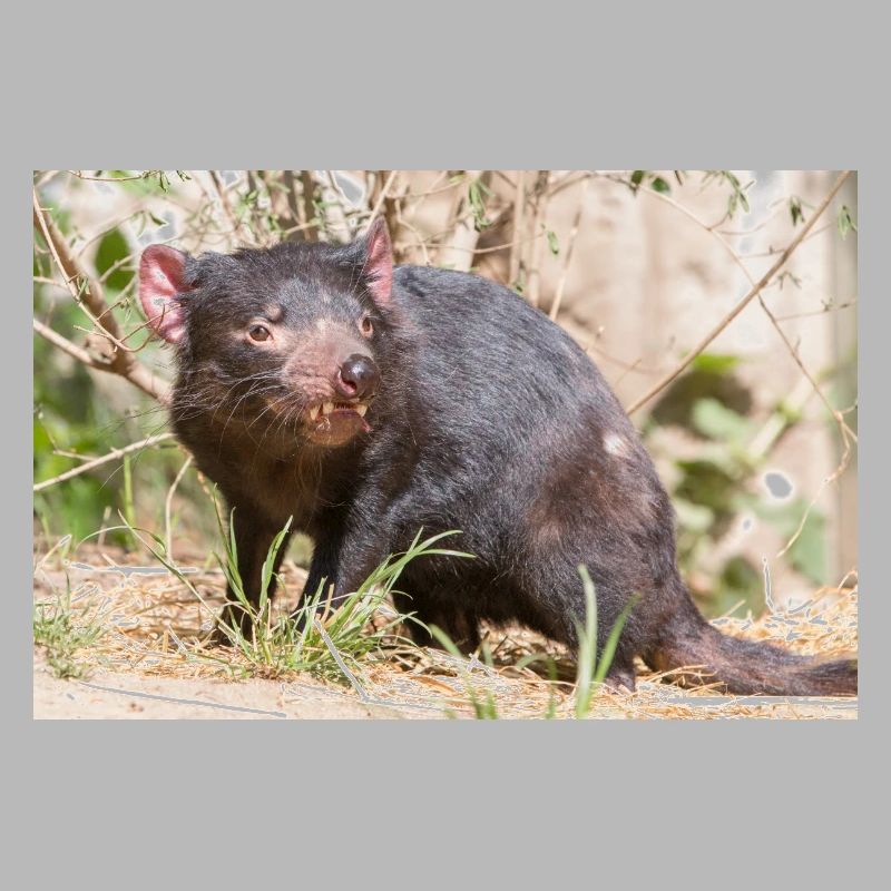 Tasmanian Devil (in german Beutelteufel)