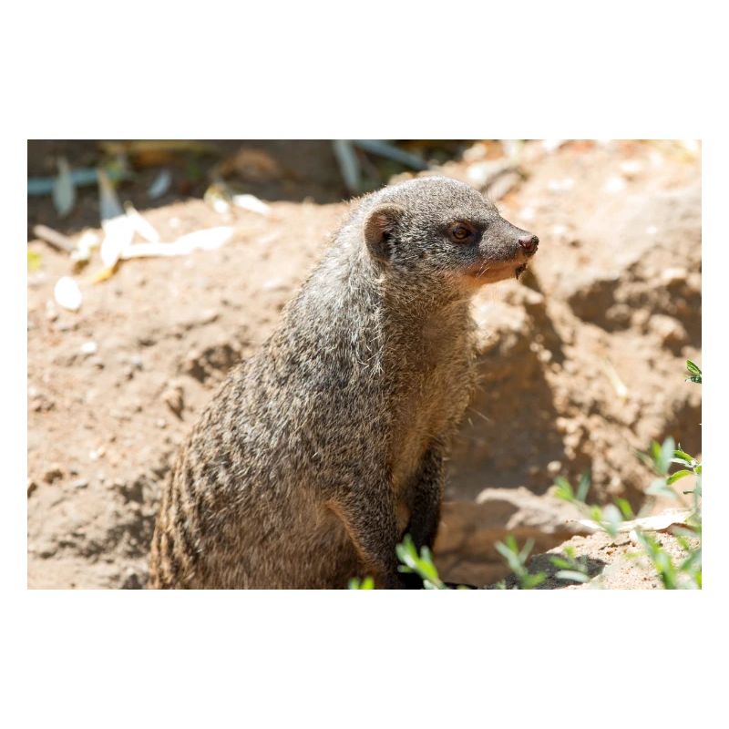 Erdmännchen (Suricata suricatta, Erdmännchen)