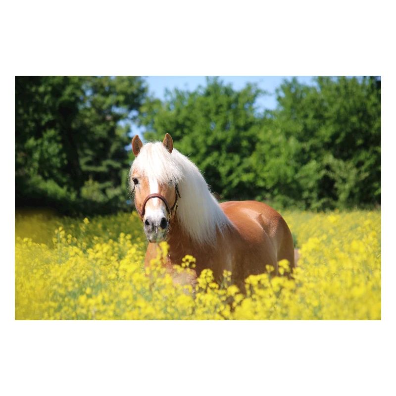 Haflinger dans le colza