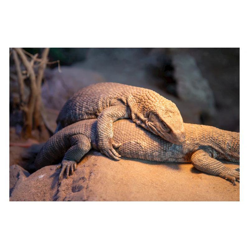 Mexican beaded lizard (Skorpion-Krustenechse)