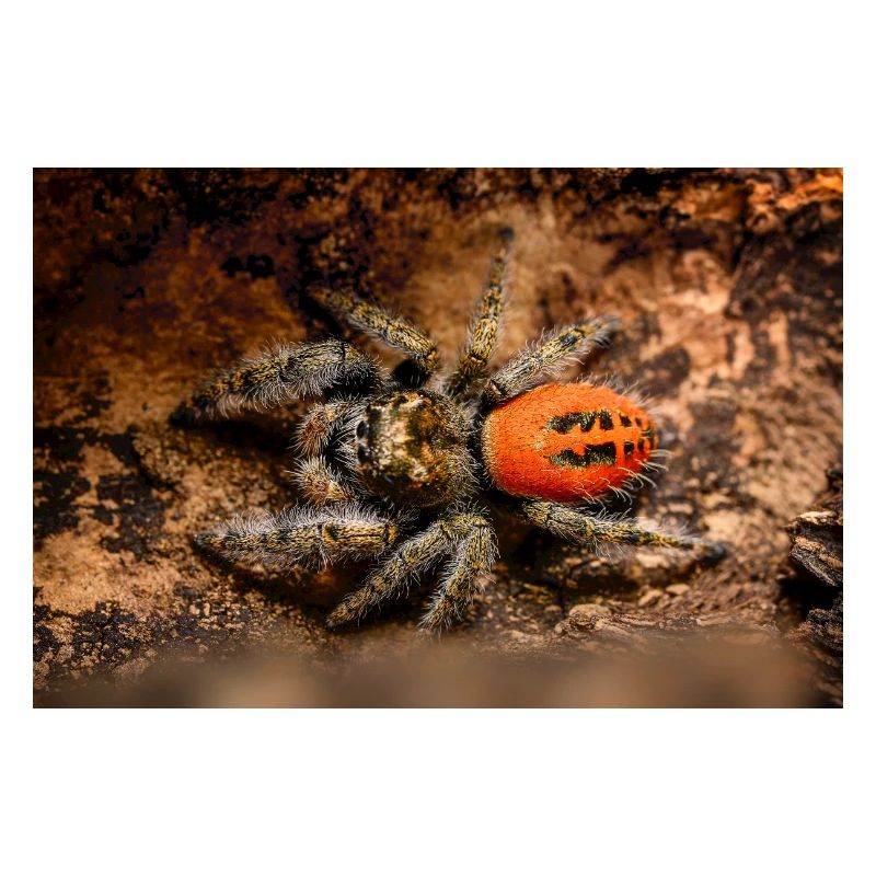 Araignée sauteuse Phidippus texanus araignée sauteuse