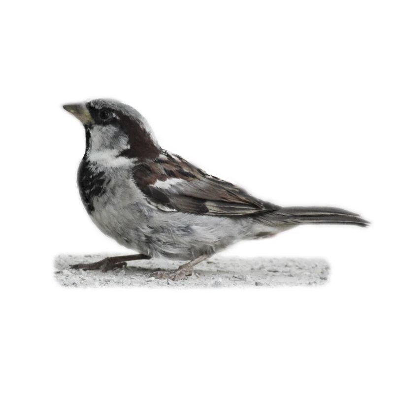 Oiseau moineau