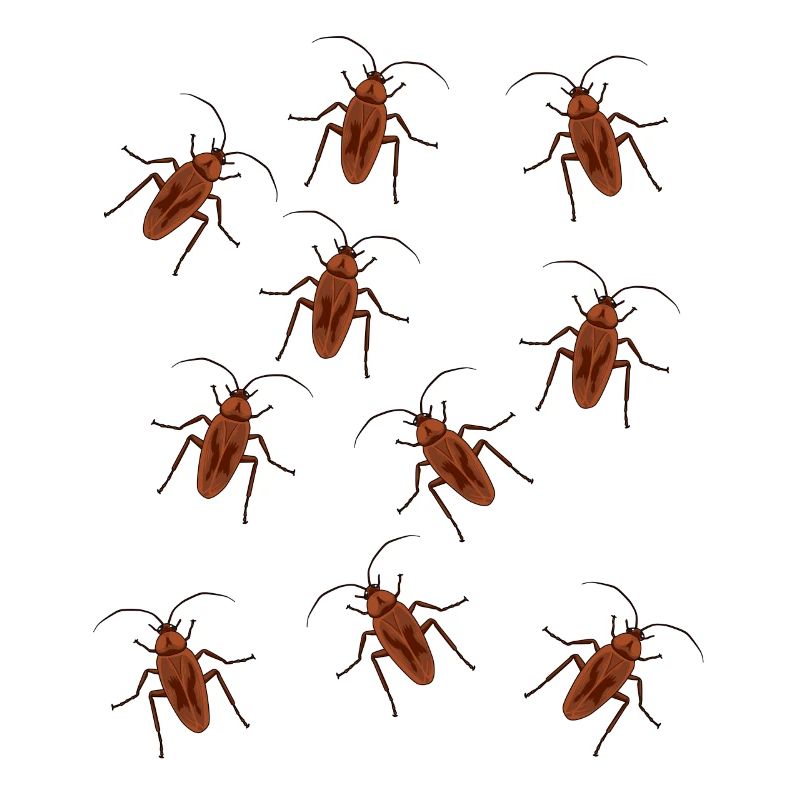 Cafard cafard insecte