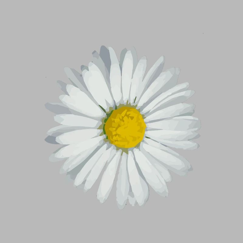 Gänseblümchen