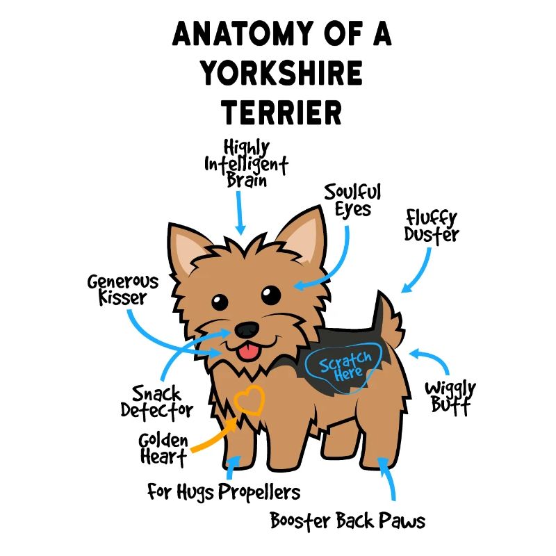 Anatomie Eines Yorkshire Terrier