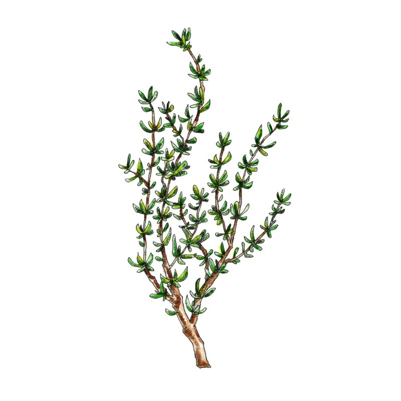 Thyme, thymus vulgaris