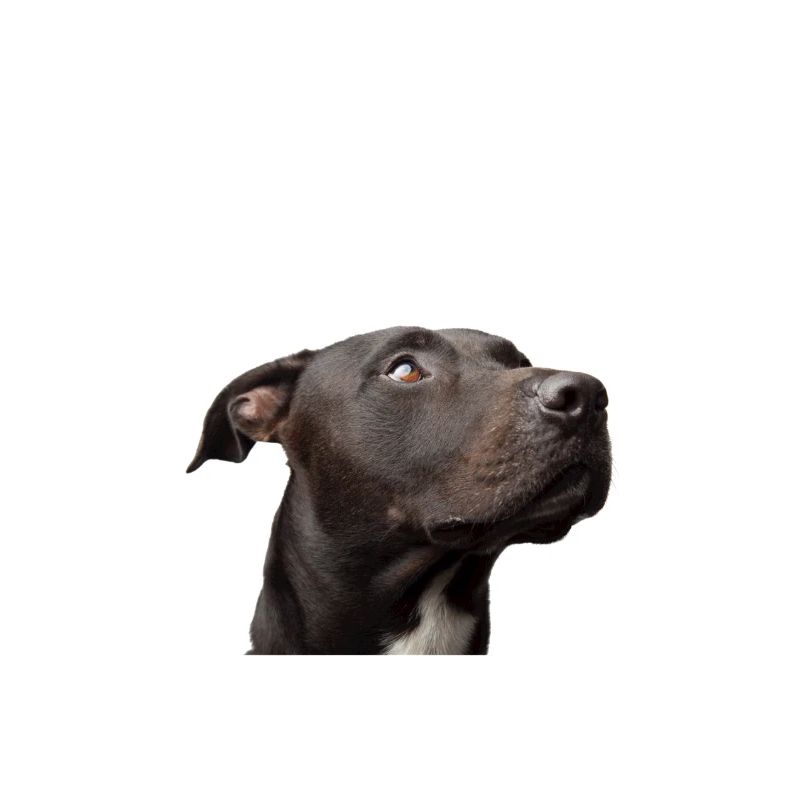 Pit-bull