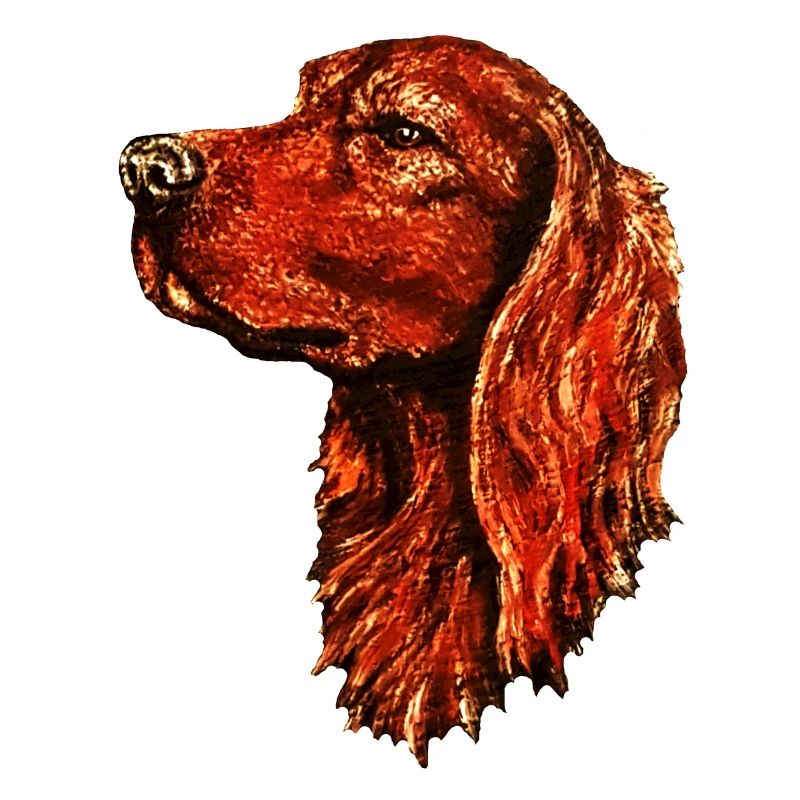 Irish setter portrait