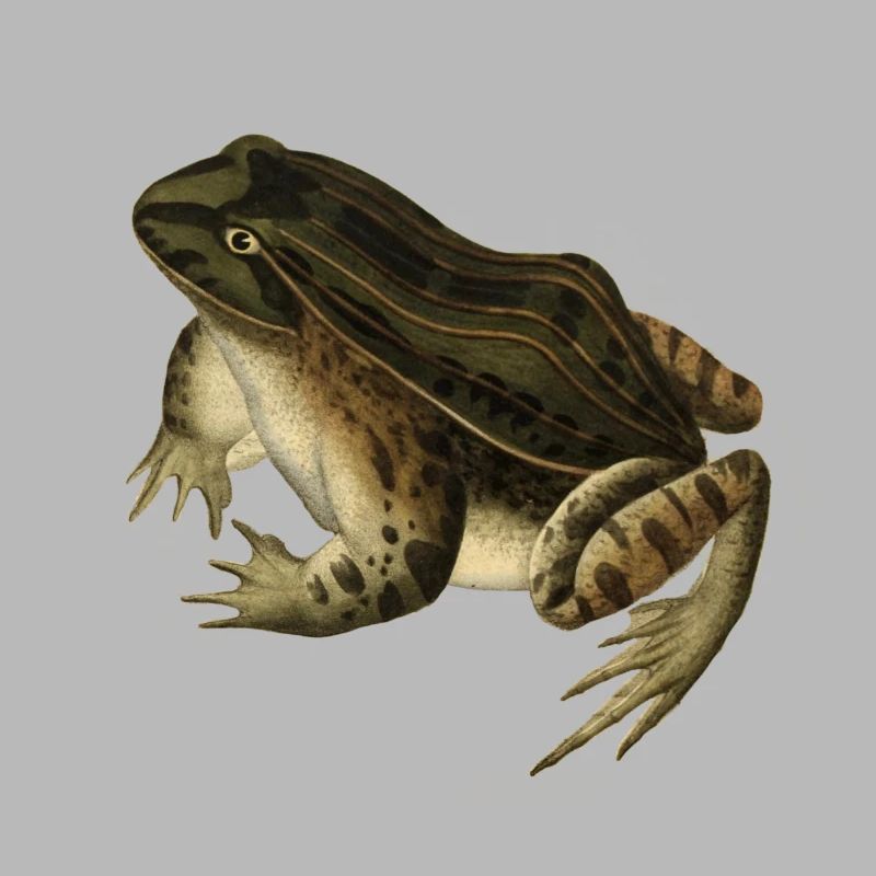 frog toad toad frog illustration drawing vintage