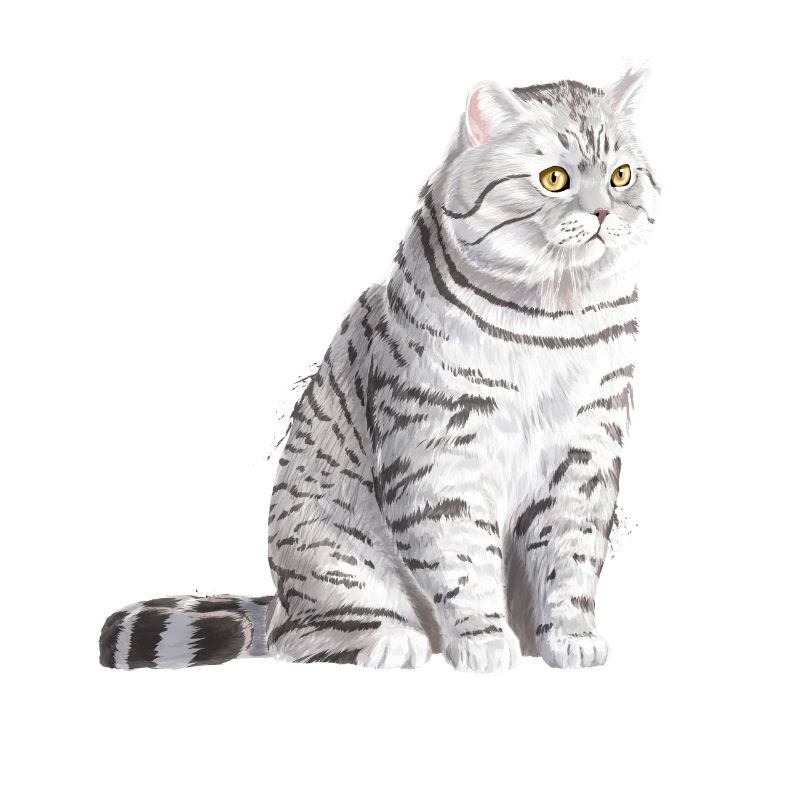 Sitzende Spotted Britisch Kurzhaar Katze