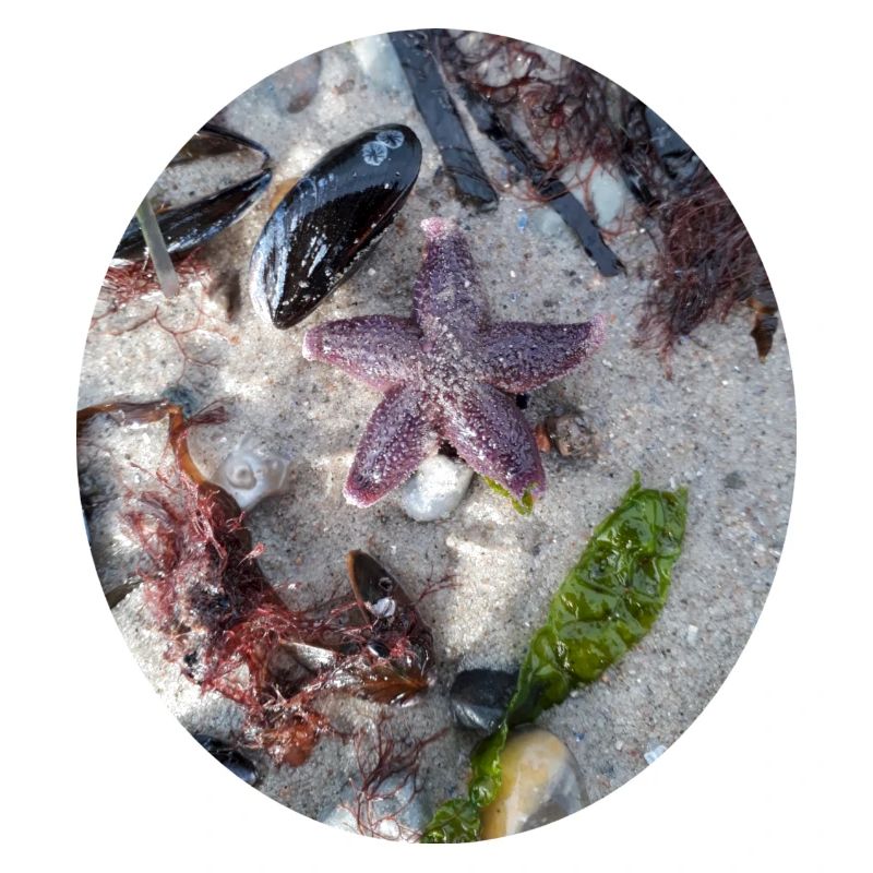 Couleurs de la plage - étoile de mer, algues, coquille