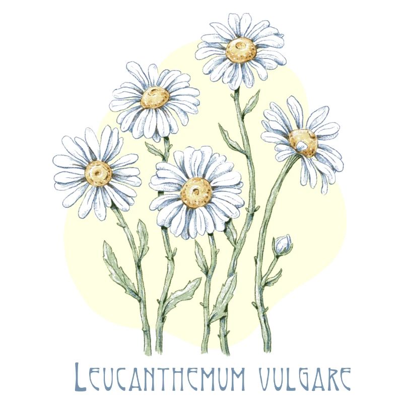 Jastrun proper botanical drawing