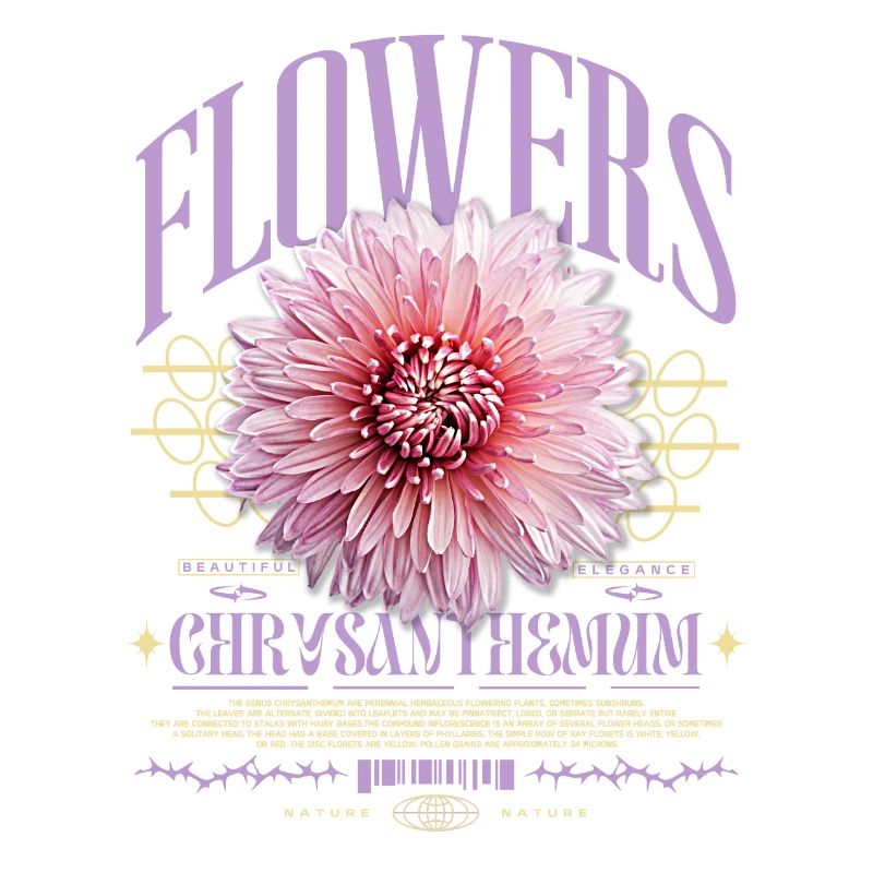 Chrysanthème Chrysanthèmes