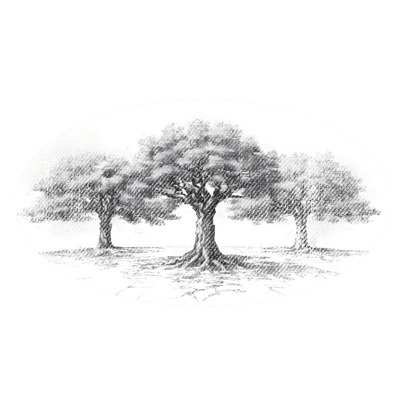 Old trees tree wisdom retro