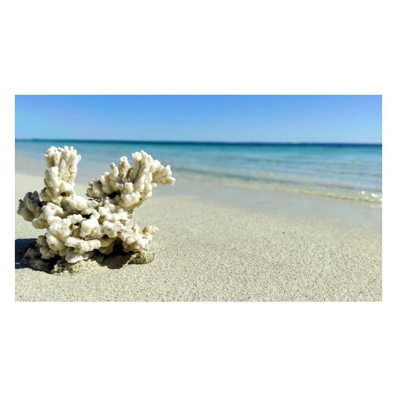 Coral Beach