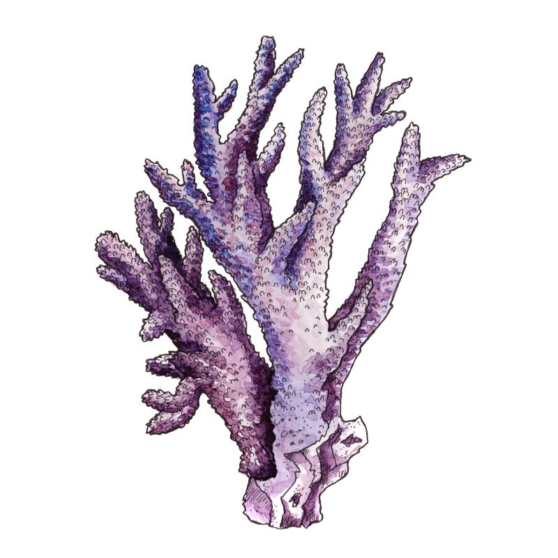 corail