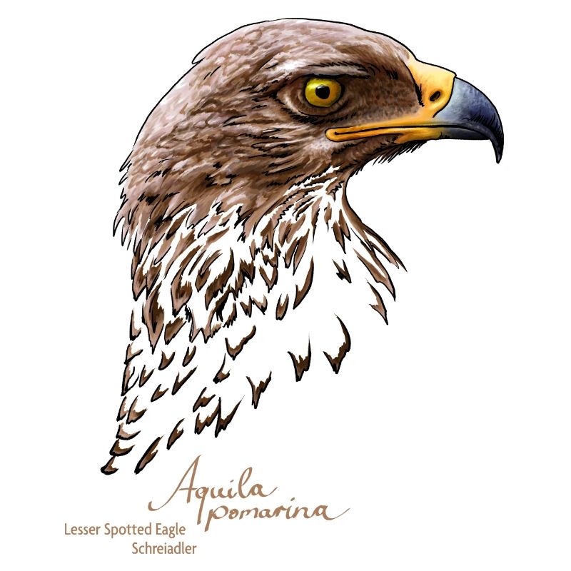 Lesser Spotted Eagle Portrait