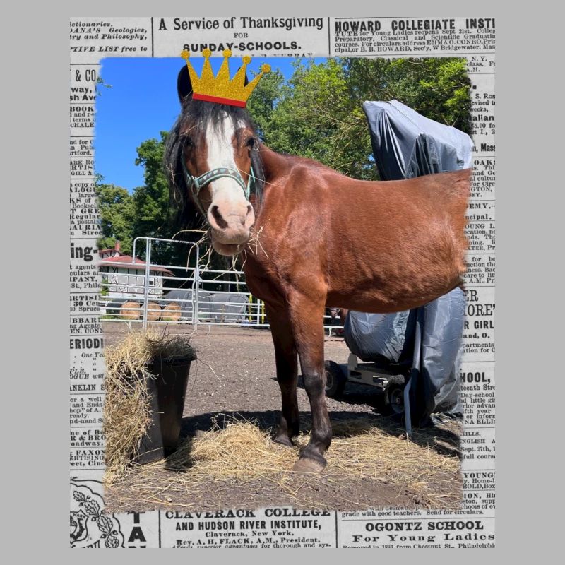 Sunny Princess