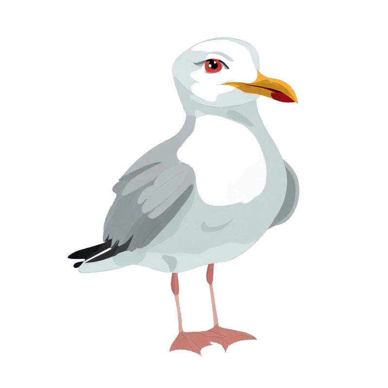 Möwe