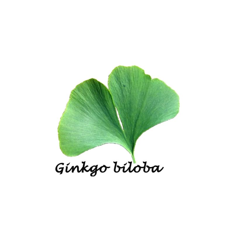 Ginkgo biloba