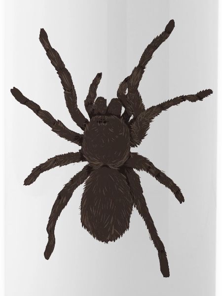 Vogelspinne2