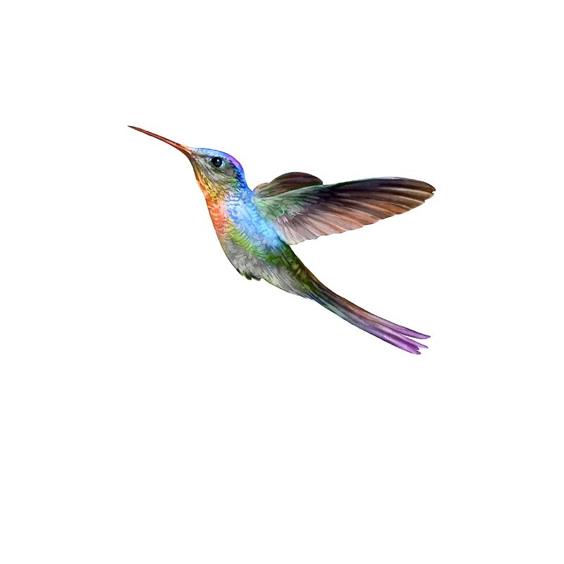 Farbenfroher Kolibri im Flug