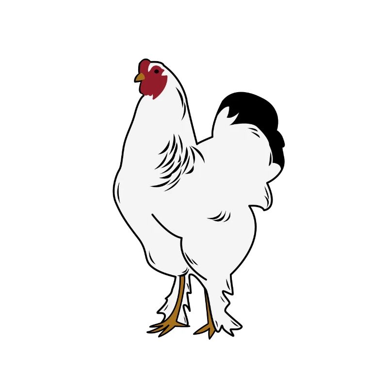 Brahma Rooster Chicken Funny Farmer Chicken