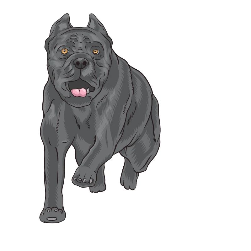 Cane corso