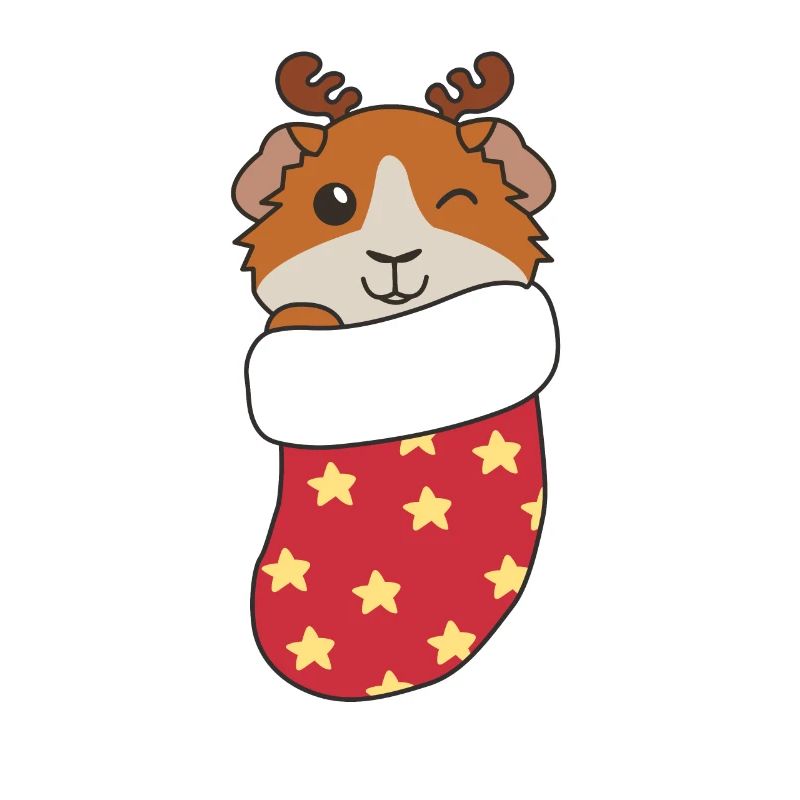 Mignon cochon d’Inde en chaussette de Noël aussi