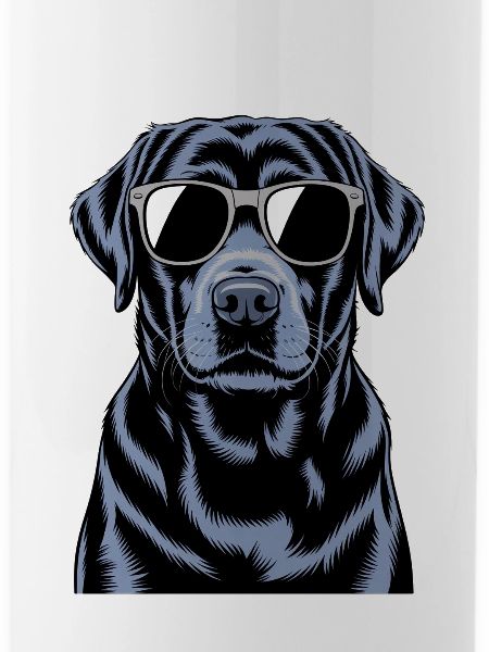 Labrador noir