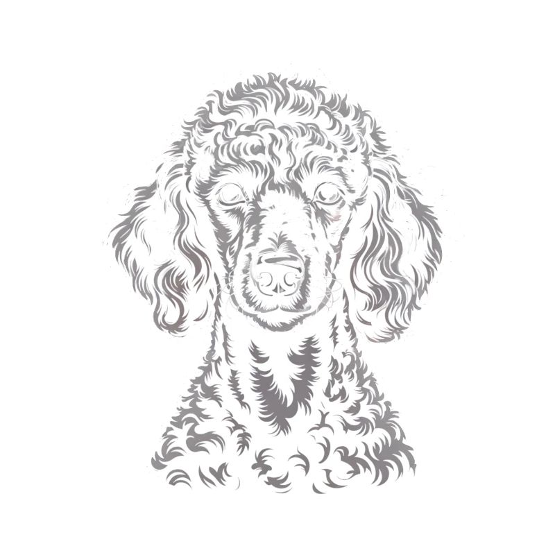 Caniche