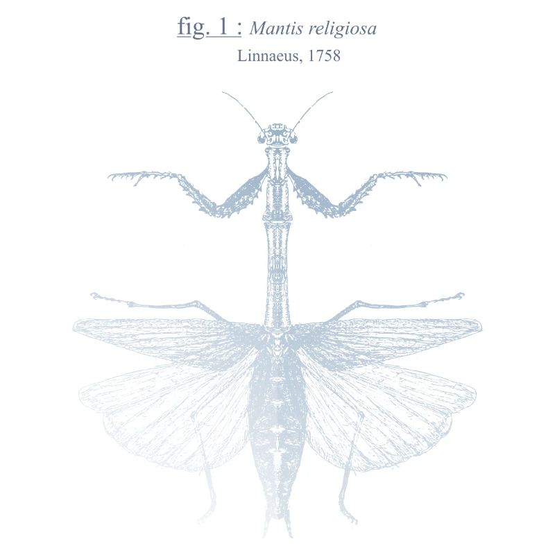 Mantis religiosa - blue